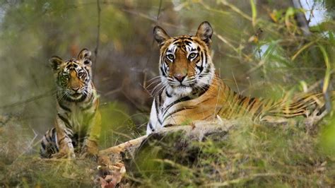Top 35 Most Beautiful Tiger Wallpapers