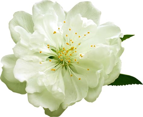 White Flower Png Transparent White Flower Png Clipart Background