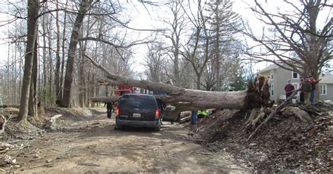 Driver killed by falling tree