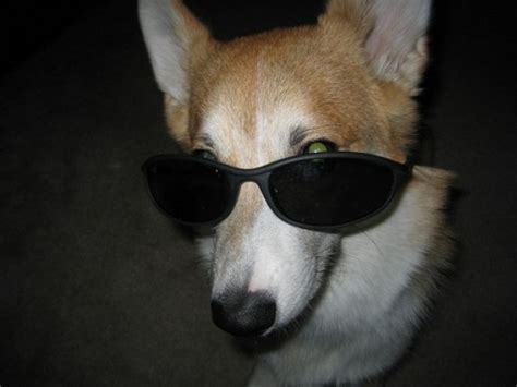 A Funny Gallery Of Dogs Wearing Sunglasses