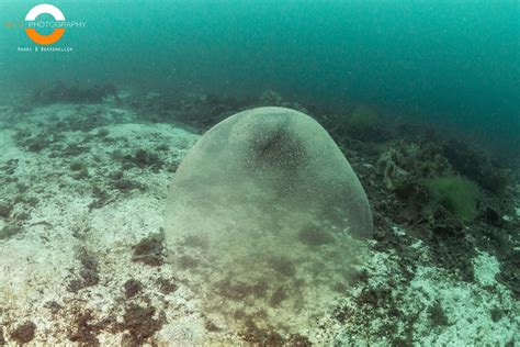 huge jelly blobs spotted off norway coast what are they live science
