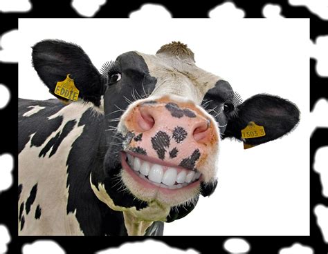 Happy Cows Smile