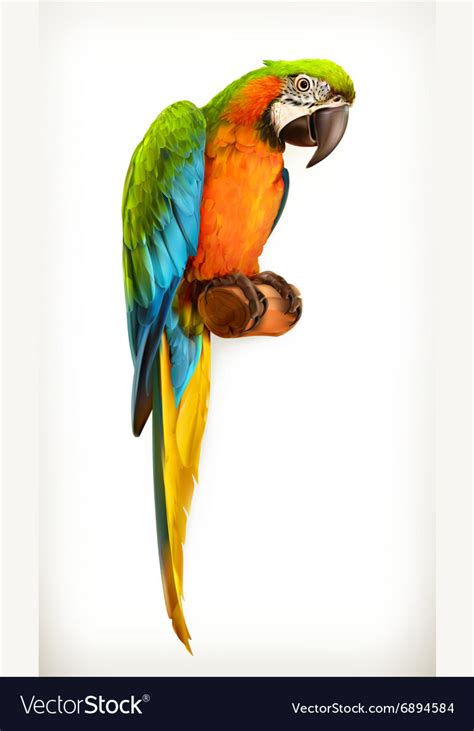 Parrot Macaw Royalty Free Vector Image Vectorstock