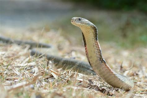 Cobra Regală Ophiophagus Hannah Un șarpe Veninos Deștepțiro