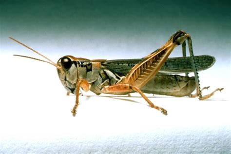 Melanoplus Sanguinipes Lesser Migratory Grasshopper Plantwiseplus