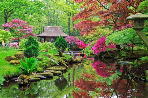 Garten japan natur japanisch zen kirschblüte koi pflanze bambus. Japanischer Garten - Bilder und Stockfotos - iStock