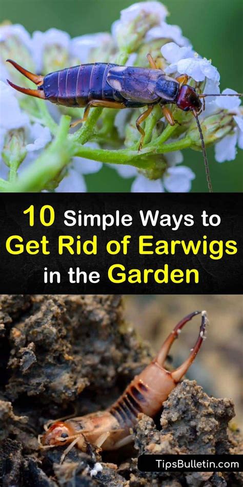 We did not find results for: 10 Simple Ways to Get Rid of Earwigs in the Garden in 2020 ...
