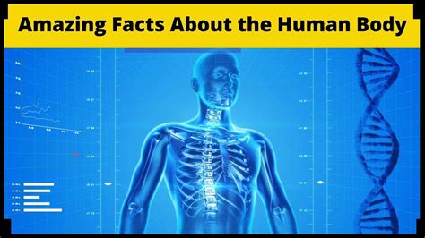 Amazing Facts About The Human Body Youtube
