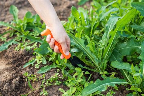3 Common Types Of Plant Bed Weeds Natures Select Sandhills