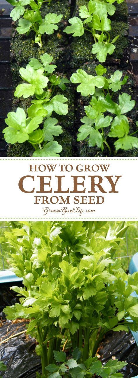 How To Grow Celery Using Self Watering Planters Celery Plant Growing