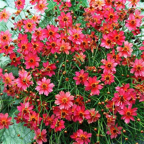 Coreopsis Rum Punch Hot Pink Flowers Orange Flowers Summer Flowers