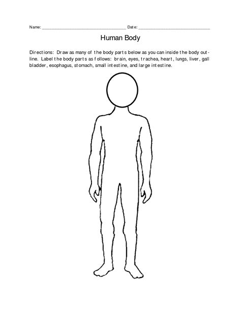 Human Body Diagram Unlabeled Human Body Anatomy
