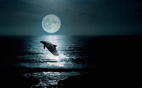 Dolphin At Night 19201200 Rwallpaper