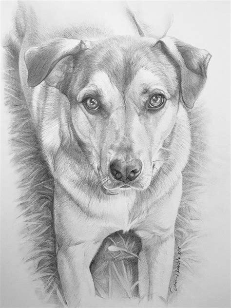 For more of a challenge, take the picture out of the frame and lay it on the table beside you. 85 Simple And Easy Pencil Drawings Of Animals For Every ...