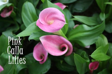 Pink Calla Lily Plant Care Natures Gateway
