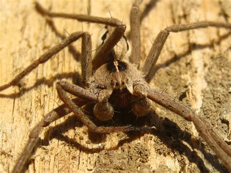 Bugblog New Resident Male Nursery Web Spider