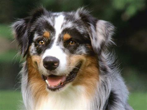 Easy To Train Dog Breeds