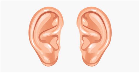 Ear Download Png Human Ear Ear Clip Art Transparent Png