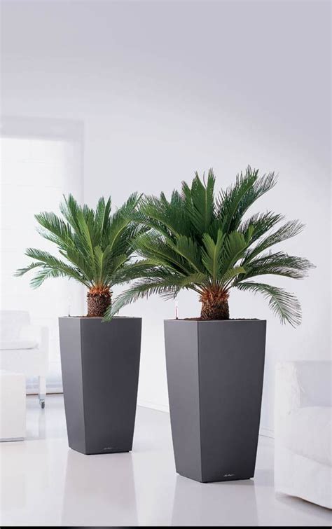 Our plant pots are on sale. Indoor Planters and Office Plant Containers for Sale ...