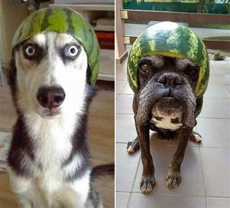 Dogs Wearing Watermelon Helmets Dog Helmet Dogs Pet Dogs