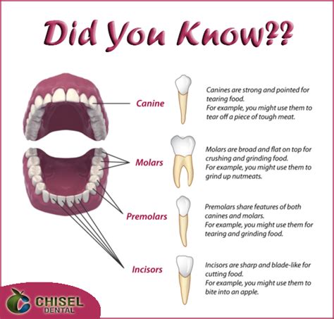 Types Of Teeth And Their Functions