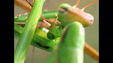 Praying Mantis Eating Mate