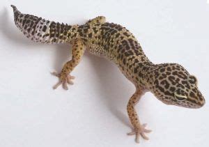 How much does a leopard gecko cost? Common Leopard Gecko Facts, Habitat, Diet, Lifespan ...