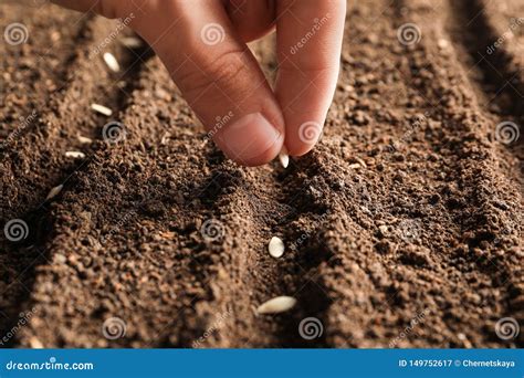 Farmer Planting Seeds Into Fertile Soil Gardening Time Stock Image