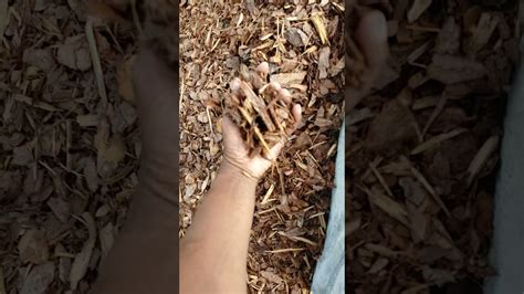 Florida Mulch Supply Inc YouTube