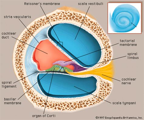 Anatomy Of The Cochlea