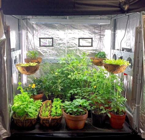 Image of vegetable being grown indoors under artificial light is via fortikur.com. Best LED Grow Light | Indoor vegetable gardening, Growing ...