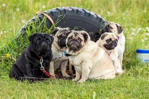 10 Common Pug Health Problems You Need To Be Aware Of Pawpurity All