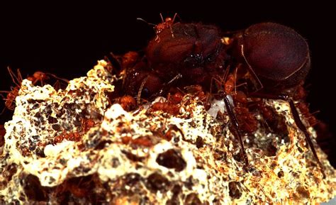 New Leaf Cutter Ant Exhibit At Hmns Beyondbones