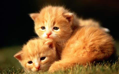 Hd Sweet Kitty Adorable Fluffy Baby Kittens Widescreen Wallpapers