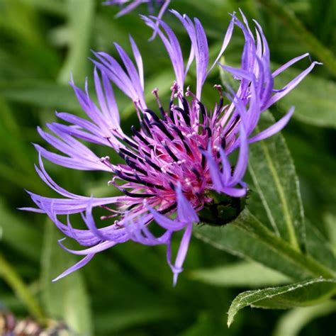This new england aster sports vibrant purple flowers 62 types of purple flowers. Perennial purple flowers photos