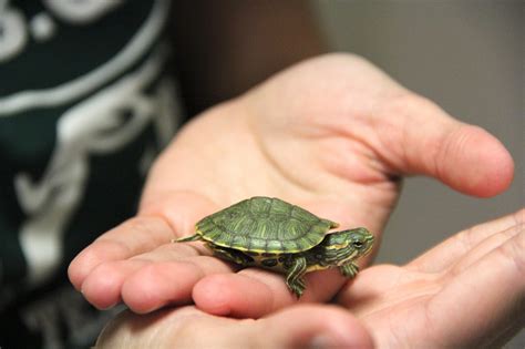 Cómo cuidar una tortuga de agua Vivir entre Mascotas