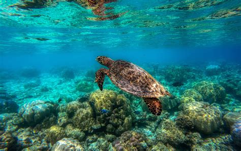 Download Wallpapers Turtle Underwater Great Barrier Reef Sea Turtle Underwater World Ocean