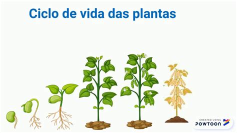 Ciclo De Vida De Planta