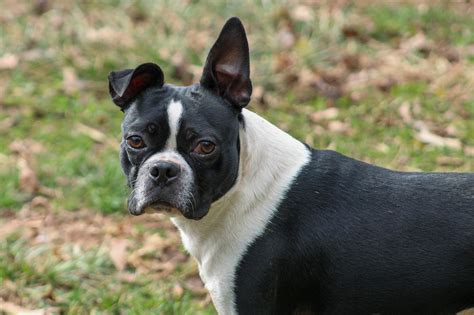 When Can Boston Terrier Puppies Leave Their Mom
