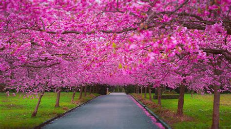 2560x1440 Cherry Blossom Park 1440p Resolution Hd 4k Wallpapers Images