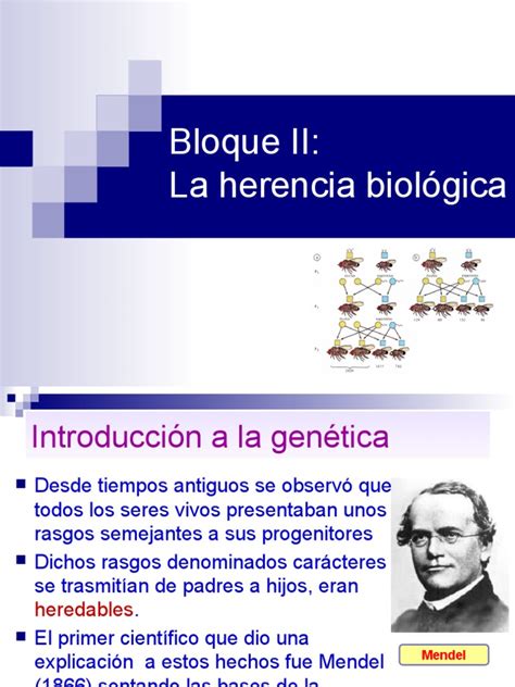 Genetica Mendeliana Pdf Dominancia Genética Biología
