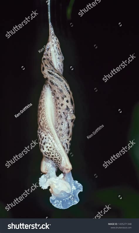 Mating Leopard Slugs Limax Maximus Australia写真素材1435271348 Shutterstock