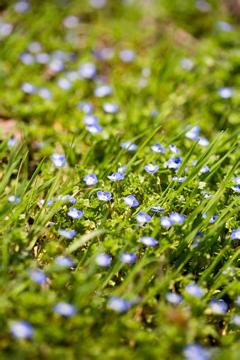 Little Blue Flowers In The Nature Stock Photo Download Image Now