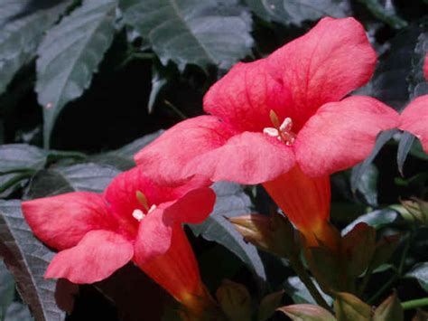 I fiori campanelle sono graziosissime piante erbacee . Piante da vaso: Campsis, Tecoma, Campsis grandiflora ...