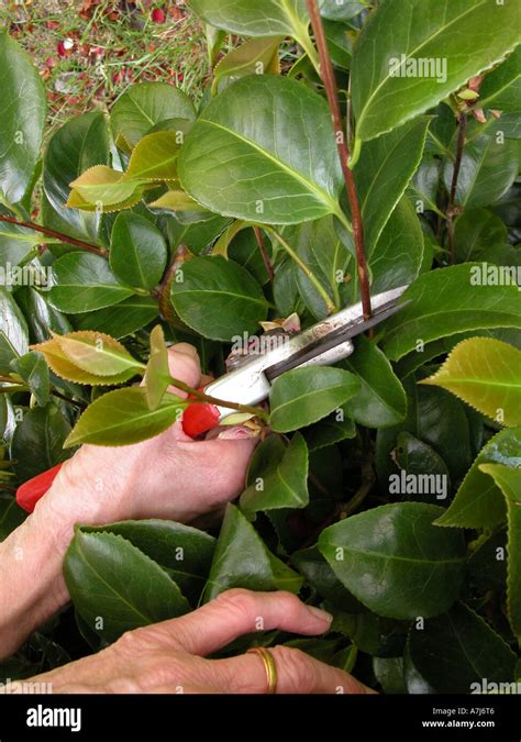 Elderly Woman With Arthritic Hands Pruning A Camellia Shrub Stock Photo Alamy