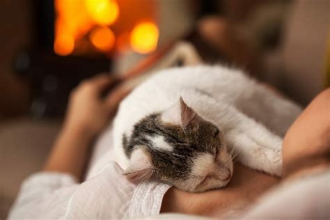Keeping Pets Warm