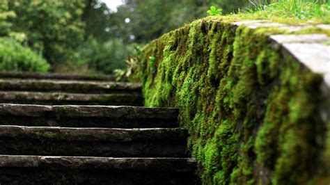 Moss Ladders Blurred Depth Of Field Nature Wallpapers