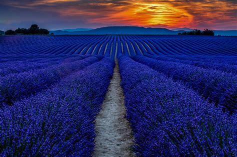Sunset Lavender Field Free Photo On Pixabay Pixabay