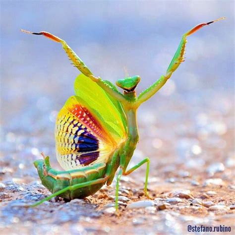 A Green Insect With Multicolored Wings Standing On Its Hind Legs