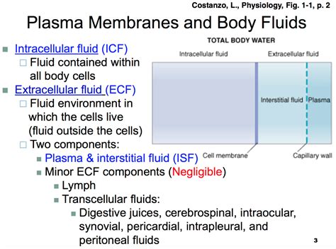 Blood Plasma Vs Interstitial Fluid Cloudshareinfo